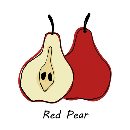 Hand drawn Red Pear isolated on white background. vector illustration.のイラスト素材