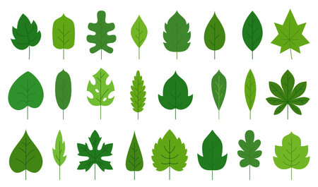 Green leaf flat floral icon set. Eco nature organic leaves of oak birch maple, tropical monstera, poplar ash aspen chestnut tea sprout isolated on white. Forest plant foliage herbal deciduous treeのイラスト素材