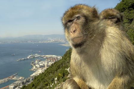Monkeys sitting together at the Gibraltar rock                                