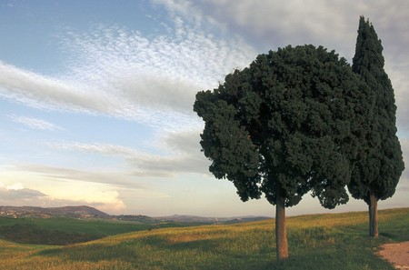 Two trees in a Tuscany landscape in Italy,Europeの写真素材