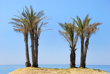 Palm trees at the seaside on an island with clear blue skyの写真素材