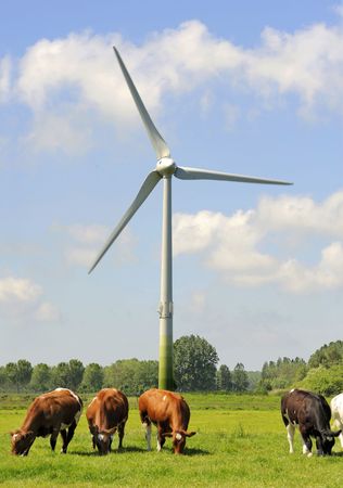 wind turbines and milk cows in a typical Dutch landscapeの写真素材