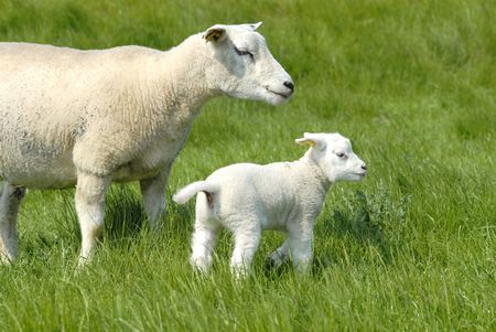 Mother lamb with her new born childの写真素材