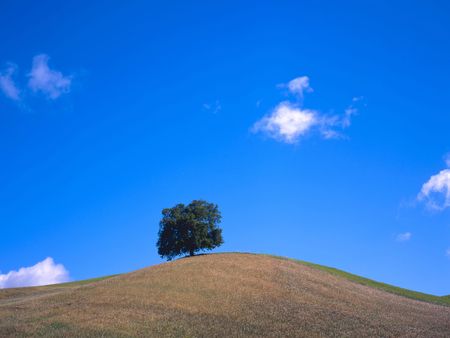 Lonely tree at a hill top Lonely tree at a hill top