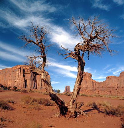 Rock formations with sage brush and a Joshua tree in the Navajo park Monument Valleyの写真素材