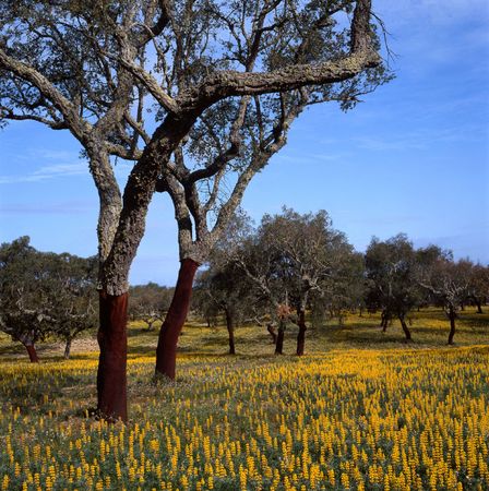 cork trees in southern Europeの写真素材