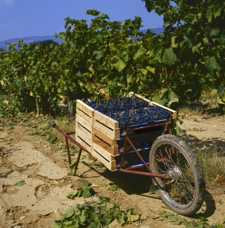 Harvesting the wine grapes at a vineyard in the Provence,Franceの写真素材
