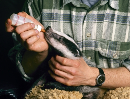 Orphan badger gets milk by a nursing bottleの写真素材