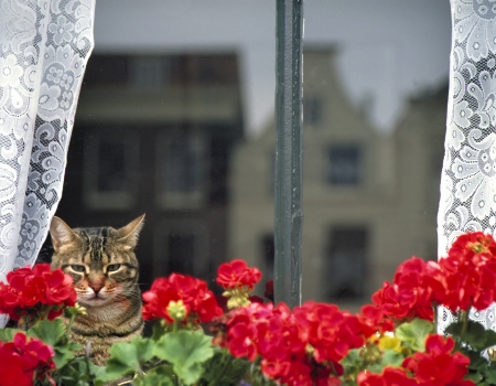 Domestic cat sitting behind a window and geraniums, staring outside Reflection in the window of typical Dutch houses の写真素材