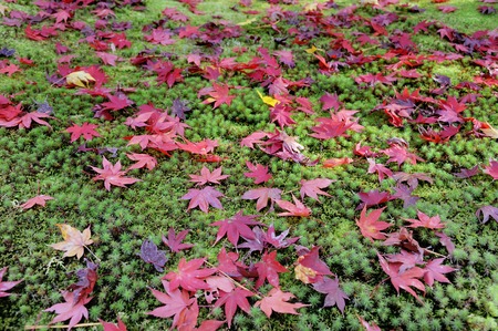 Leaves of the Japanese maple tree on mossy ground in autumn season at Kyoto Ginkakuji Precinctの写真素材