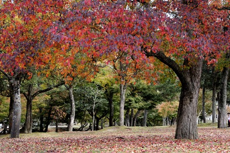 Autumn Japanese garden with maple in Nara, near Kyoto,Japanの写真素材