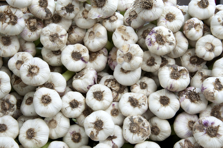 Fresh garlic buds in a stack at a market in France.の写真素材