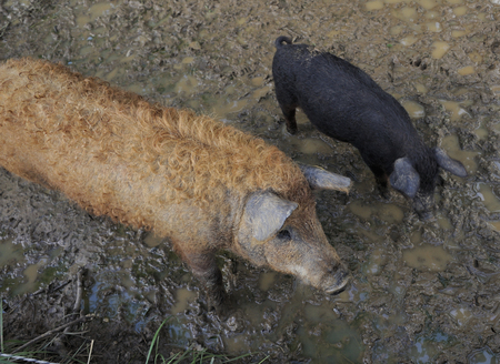 Two Hungarain Mangalica pigs walking around in the mudの写真素材