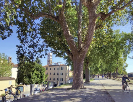 Walking path on the medieval city wall in Lucca, Tuscany, Italy .At the background of Saint Martino and the Church of Saint Giovanni and Reparataのeditorial素材