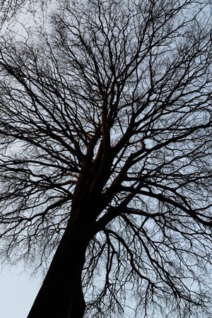 canopy of the trees in Turkey.