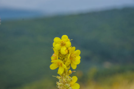 Yellow flower of mullein (Verbascum verrucosum)の写真素材