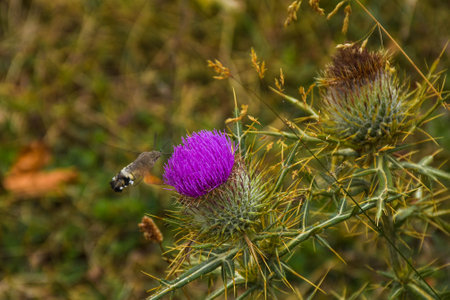 Purple flower of thistle with a hummingbird in the backgroundの写真素材