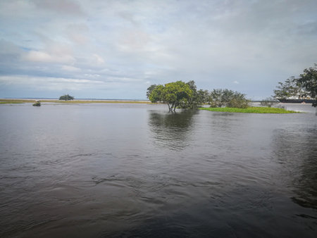 Landscape of mangrove forest on the river with cloudy sky ,Brazilian Rainforest,  Amazon riverのeditorial素材
