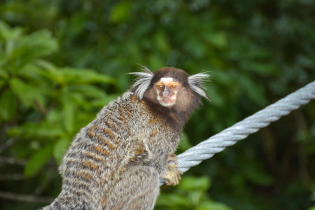 Cute marmoset on a rope in the rainforest.
Rio de Janeiro, Brazilの写真素材