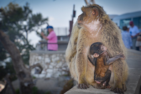 Monkey family with baby in the park in   Gibraltarの写真素材