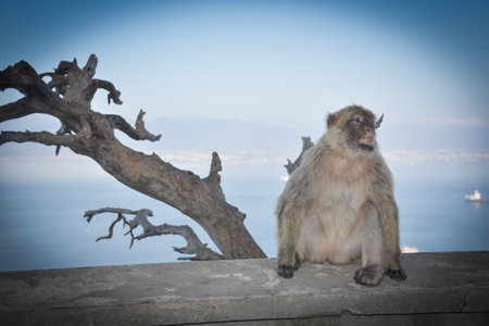 Monkey on the top of the mountain with the sea in the background in  Gibraltarの写真素材