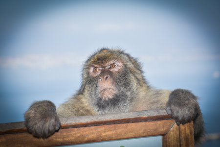 Monkey sitting on a wooden fence at the edge of the sea, Gibraltar. Gibraltar is a British Overseas Territory located in the United Kingdom.の写真素材