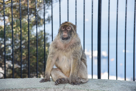 Barbary macaque (Macaca fascicularis) sitting on a fence, Gibraltar. Gibraltar is a British Overseas Territory located in the United Kingdom.の写真素材