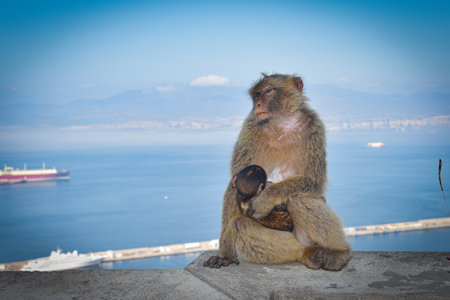 Monkey with baby on the background of the sea and mountains. Monkey on Gibraltar.の写真素材