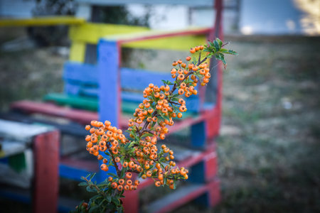 Orange rowan flowers in the garden with blue and yellow chairs. Berovo, Macedonia