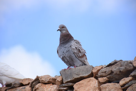 Pigeon on a stone wall with blue sky and white clouds,  Lanzarote, Canary Islands, Spainの写真素材