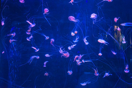 Jellyfish in the aquarium, close-up of photo.
Tenerife, Canary Islands, Spain