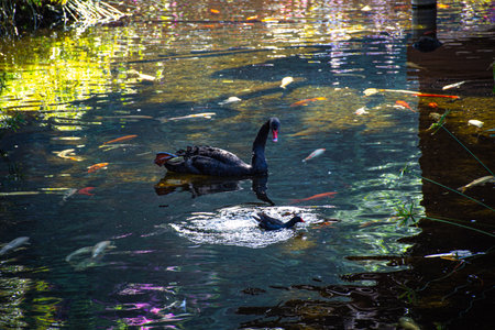 Black swan swimming in a pond with fish in the water.  Tenerife, Canary Islands, Spainの写真素材