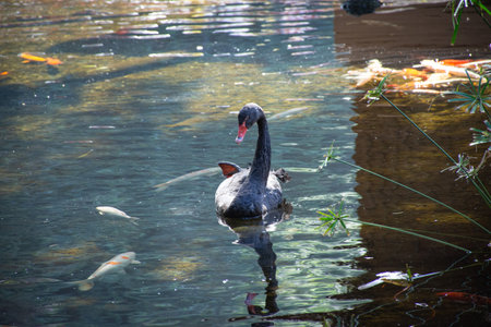Black swan swimming in the pond with goldfish in the background,  Tenerife, Canary Islands, Spainの写真素材