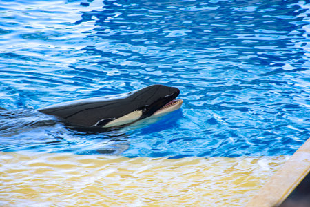 Killer whale at Seaworld , Tenerife, Canary Islands, Spain