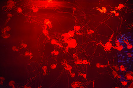 Jellyfish floating in the water, illuminated with red light.  Tenerife, Canary Islands, Spainの写真素材