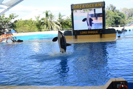 Killer whale jumping out of the water at Seaworld.  Tenerife, Canary Islands, Spain