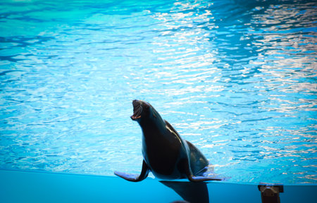 Sea lion in the pool. Sea lion in the pool. Aquarium,  Tenerife, Canary Islands, Spainの写真素材