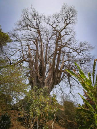 Baobab tree in Sao Vicente Island, Cape Verde Islands, Atlantic.の写真素材