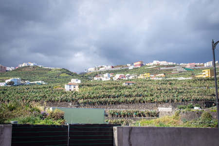 Grapes growing in a vineyard in La Palma, Canary Islands, Spainの写真素材