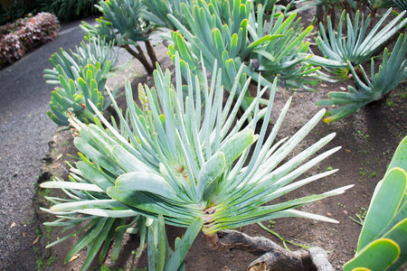 Agave americana plant in botanical garden, Tenerife, Canary Islands, Spainの写真素材