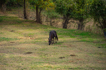 Horse grazing in a meadow in the countryside 
near Zletovo, Macedoniaの写真素材