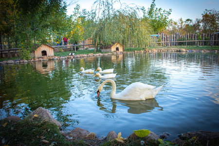 Beautiful white swans swimming on the lake in autumn park. near Stip Macedoniaの写真素材