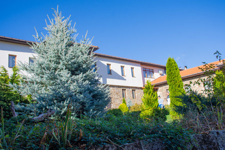 Pine tree in front of the house in the garden on sunny dayの写真素材