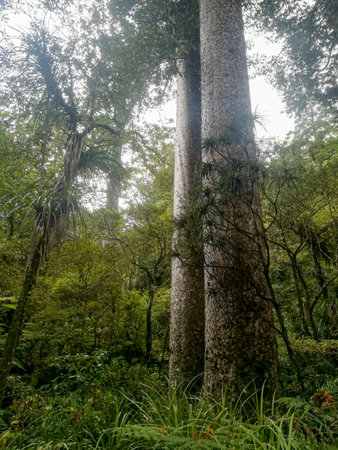 Temperate rain forest with Fern trees, New Zealand rainforest, Native rainforestの写真素材