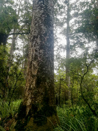 Temperate rain forest with Fern trees, New Zealand rainforest, Native rainforestの写真素材