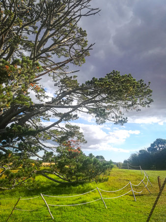 Pine tree and fence on the green meadow with cloudyの写真素材