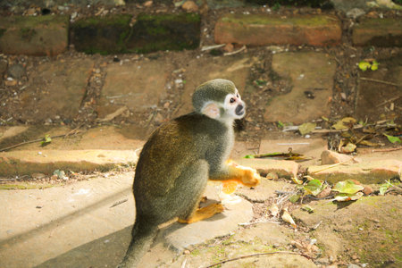 Squirrel monkey (Saimiri sciureus) sitting on the ground