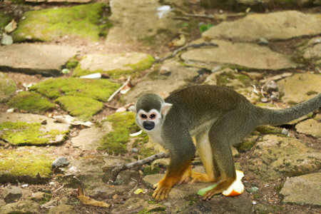 Squirrel monkey (Saimiri sciureus) sitting on the ground