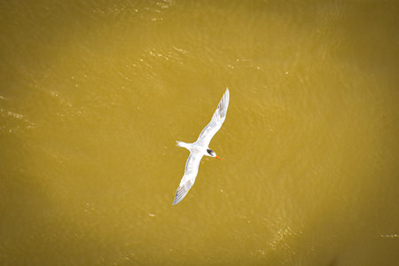 Seagull flying over the sea. Bird on the water.