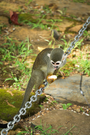 Squirrel monkey (Saimiri sciureus) on chain